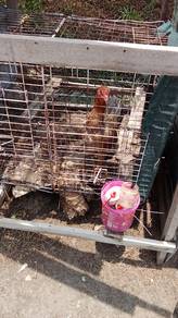 Ayam Sabung Siam