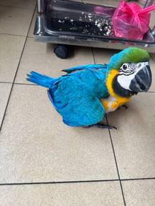 Burung Baby Blue And Gold Macaw Parrot Bird