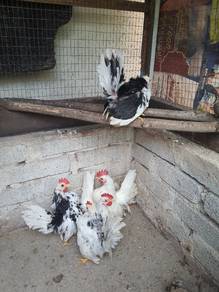 Ayam serama