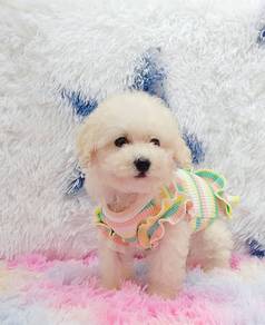 Maltipoo
