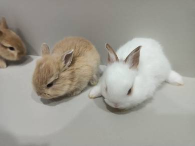 rabbit Mix untuk dilepaskan