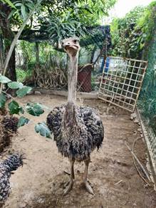 Burung Unta