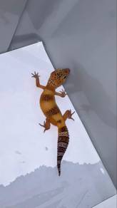 Gecko