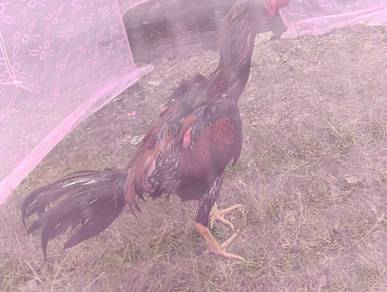 for sale (sepasang) ayam