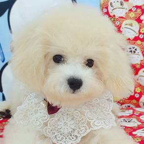 Maltipoo