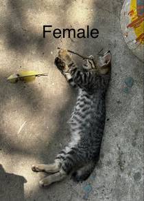 Free kitten for adoption
