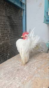 ayam serama jantan putih