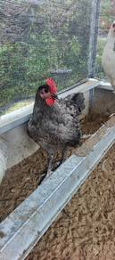 Ayam jantan australop blue/splash