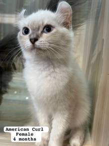 American Curl Untuk Dijual !!