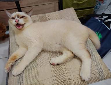 kucing siam