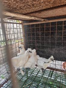 White Silkies