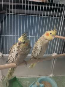Cockatiel sepasang