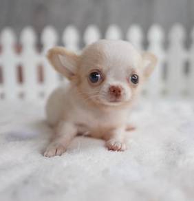 CHIHUAHUA PUPPIES CH281🌷 Head Apple Girl ~Small