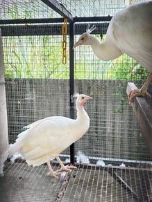 Burung Merak Putih 