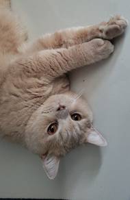 Cat for Sale