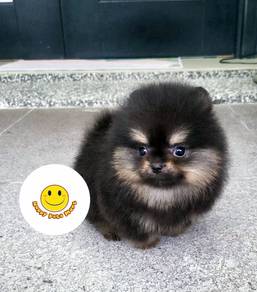 Johor-612 Pomeranian Black Tan haired puppy