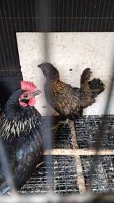 ayam katik murah