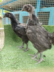anak ayam Dongxiang 