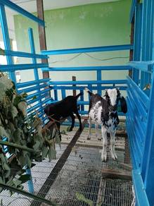 kambing