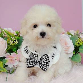 Bichon