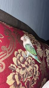 love bird