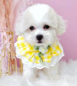 Maltipoo