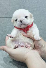 PUG PUPPIES 653 🌻 REHOME Boy4
