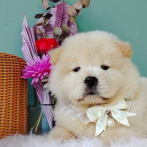 Chow Chow