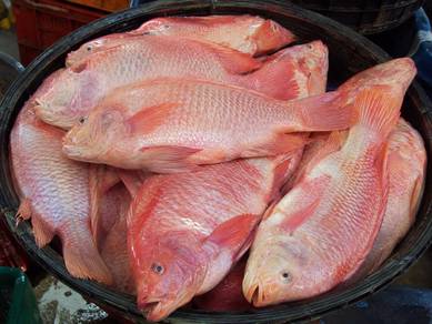 Ikan Talapia Merah Murah