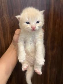 kitten