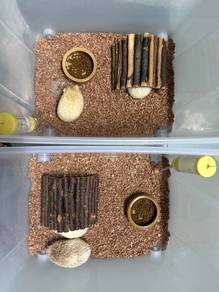 Landak Mini @ Hedgehog