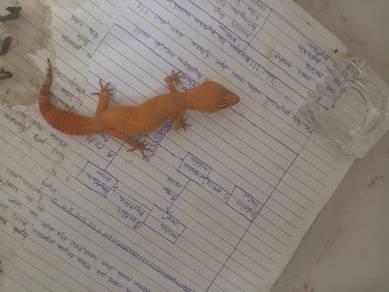 leopard gecko 