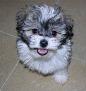 Heart-stealer Maltipoo tiny cute fluffy companian
