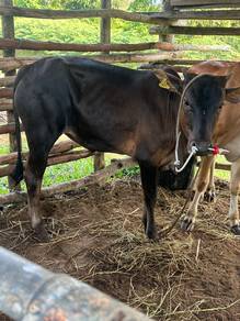 lembu jantan jaras