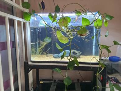 2ft aquarium+stand+light