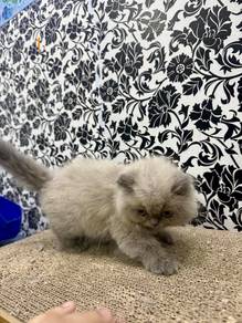 Anak kucing