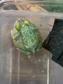 Pacman