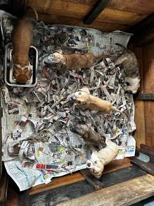 Pit bull puppies for sale