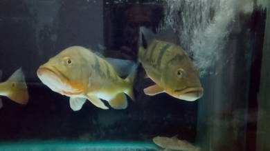 Peacock Bass
