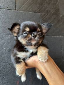 Chihuahua