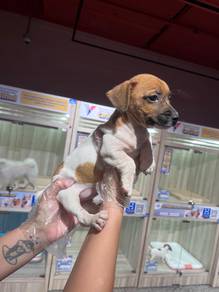 jack Russel for sale