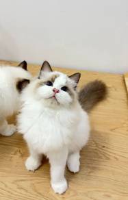 Ragdoll Kitten Male（Parents Import）