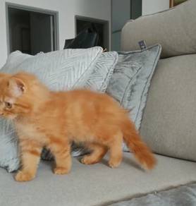 mix PERSIAN/ RAGDOLL/ MAINE COON