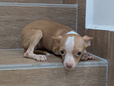Chihuahua puppy 