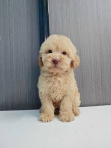 Maltipoo Female Puppies maltese mix poodle