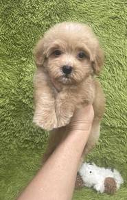 Maltipoo Male n Female Puppies