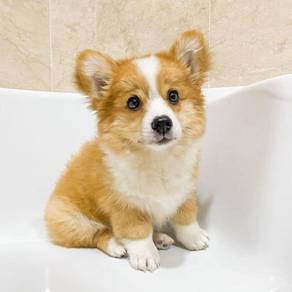Welsh Corgi