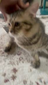 BSH mix parsi