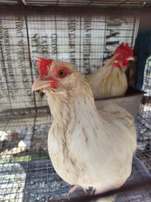 ayam mini chochin