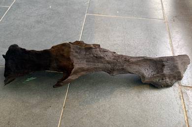 kayu aquarium